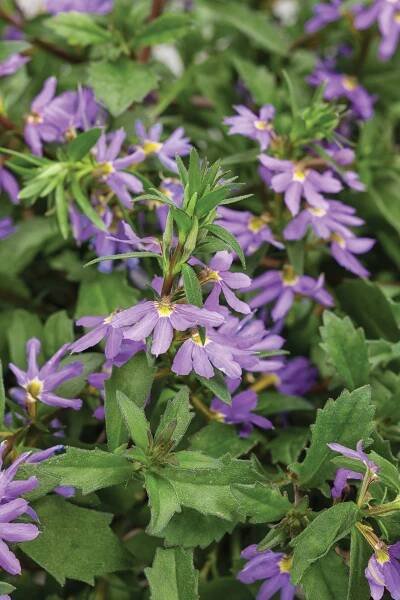 Whirlwind® Blue - Fan Flower - Scaevola aemula | Proven Winners