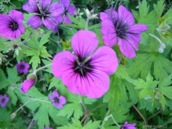Kakost Patricia (Geranium)