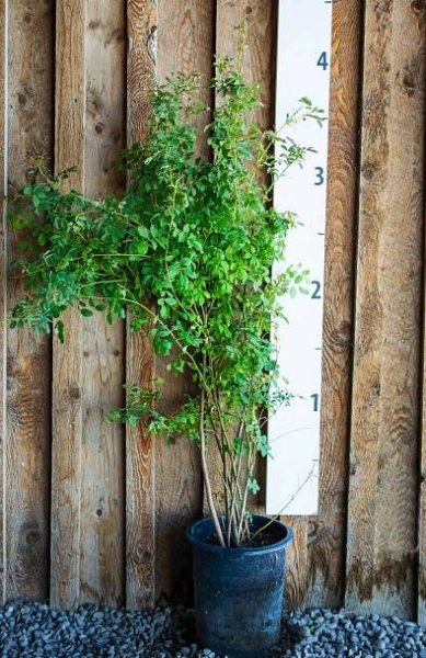 About 1 — North Fork Native Plants