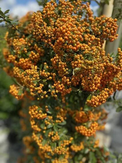 Shrubs - Bella Terra Landscapes