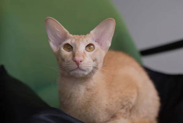 Peterbald Cat: Breed Profile, Characteristics & Care