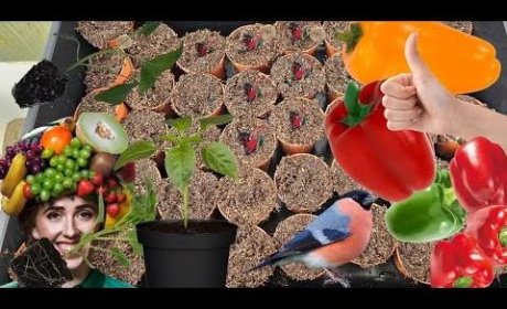 PAPRIKY, VÝSEV 95 % ÚSPĚŠNOST #pepper #seeding - YouTube