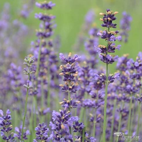 Lavandula angustifolia Munstead