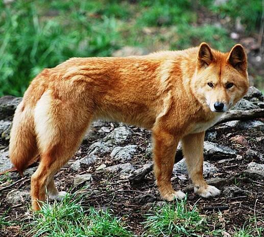 Dingo