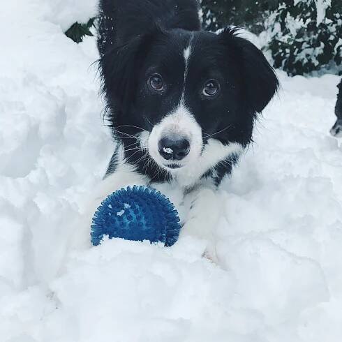 Blog — Mother of Rescues 