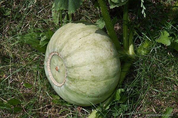 Tykev obrovská Hokkaido Grey Queen - Cucurbita maxima 2