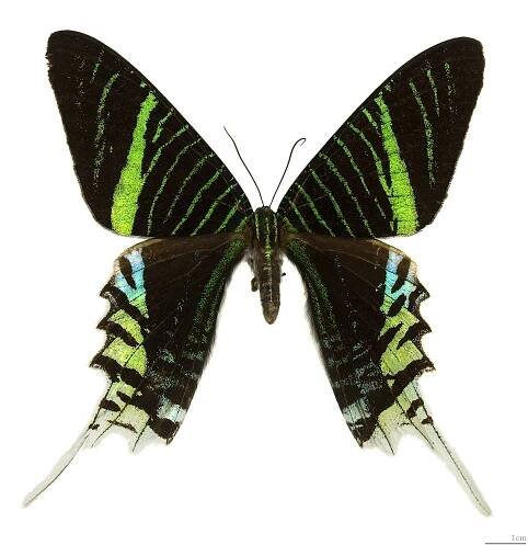 Uraniidae