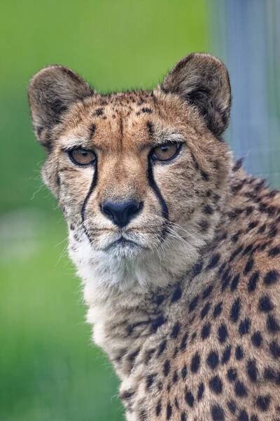 Gepard štíhly