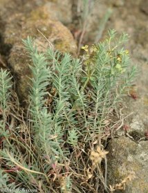Euphorbia seguieriana subsp. minor – pryšec sivý menší