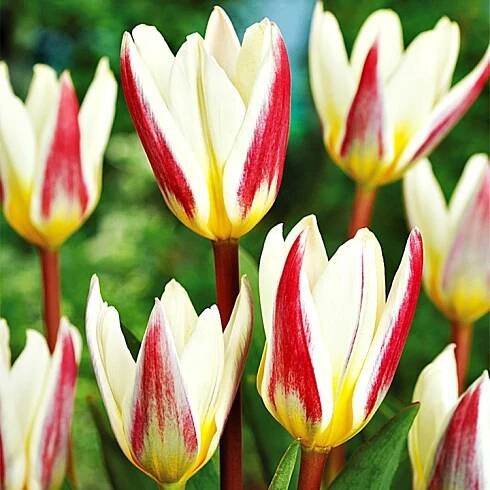 Tulipán Nízký Ice Stick 5 ks Tulipány Cibulky Tulipánů Cibule