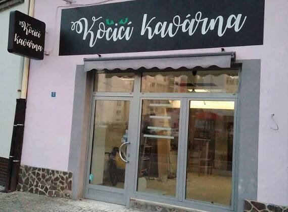 Kočičí kavárna Plzeň | Apetee