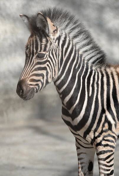 Index of /tiskove-zpravy-2015/TZ-11-2015-16-04_zebra