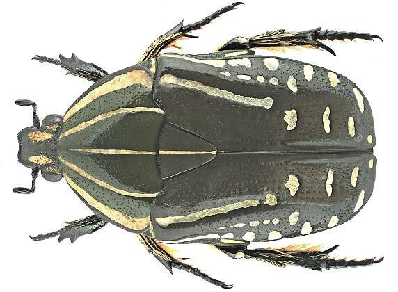 Rhabdotis sobrina