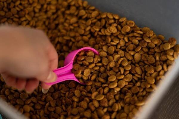 brown dog food kibble