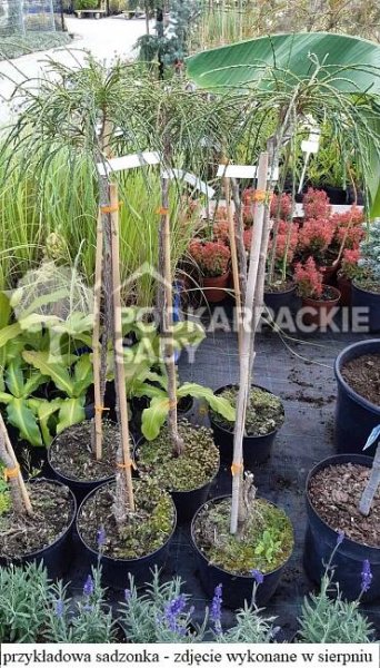 THUJA ZERAV OBROVSKÝ WHIPCORD na kmínku
