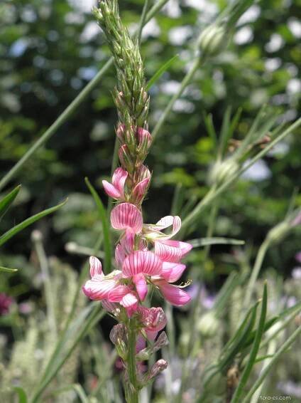 Vičenec ligrus - Onobrychis viciifolia