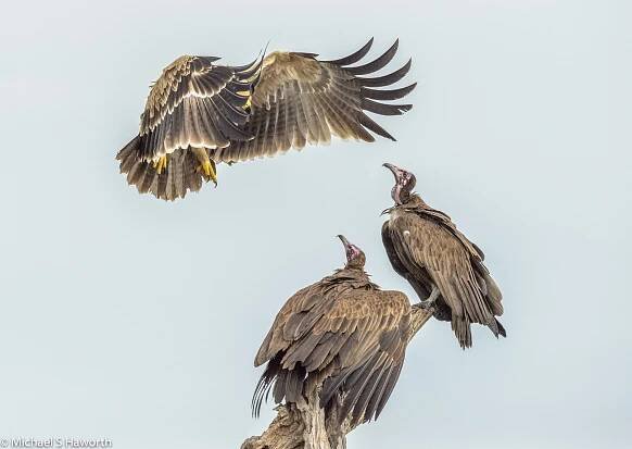 Eagles