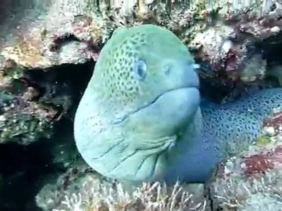 Scuba Diving Phuket - Moray Eel - Koh Weo - Merlin Divers Phuket - video Dailymotion