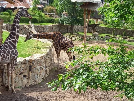 SONS ČR - Výlet do zoo Jihlava 