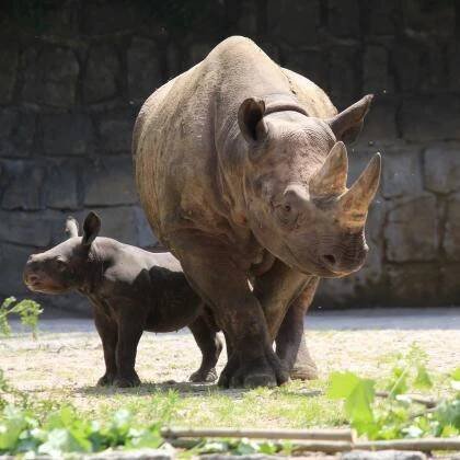 ZOO Dvůr Králové