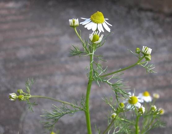 Matricaria chamomilla L. - Portale della Flora d'Italia / Portal to the Flora of Italy
