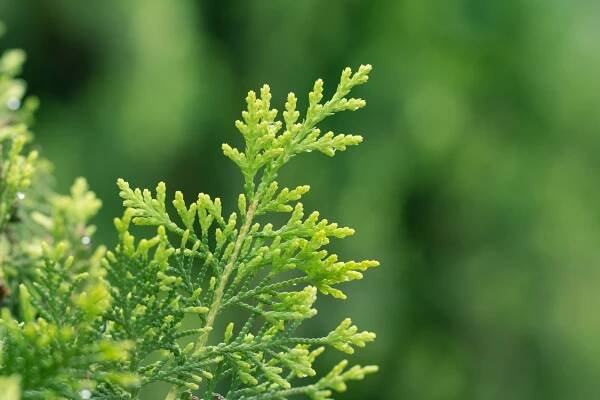 THUJA – matter to clean – spirit to rise - Carrier of Light