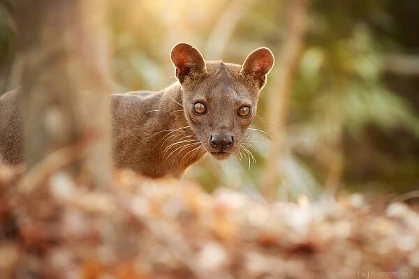 Galerie podivností aneb Madagaskar - Fotograf Martin Mecnarowski