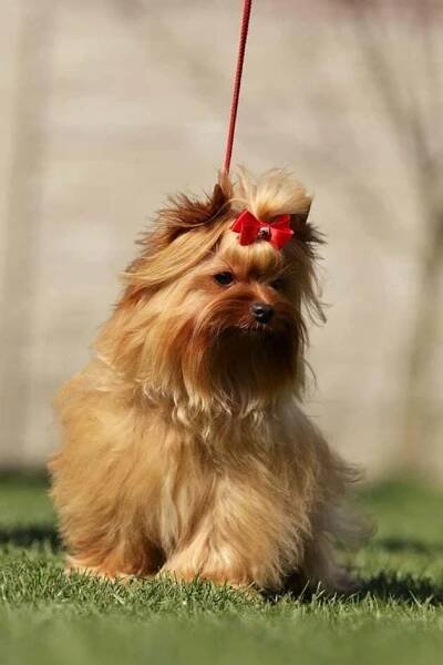 Psi ( Кобели )(Males) | Chovatelská stanice Little Golden Lion