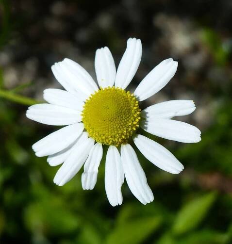 Matricaria chamomilla L. - Portale della Flora d'Italia / Portal to the Flora of Italy
