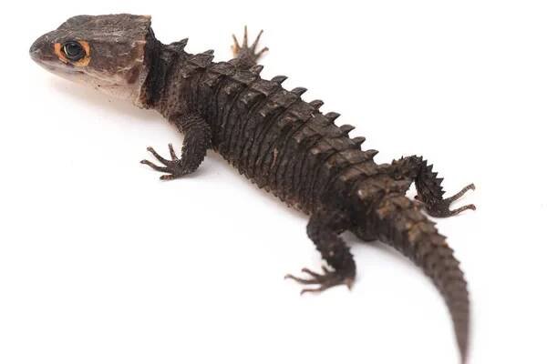 Tribolonotus Gracilis, Červenooký krokodýl Skinks ještěrka izolované na bílém pozadí — Stock obrázek