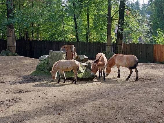 ZOO LIberec - Oficiální stránka ZŠ a MŠ Sojovice