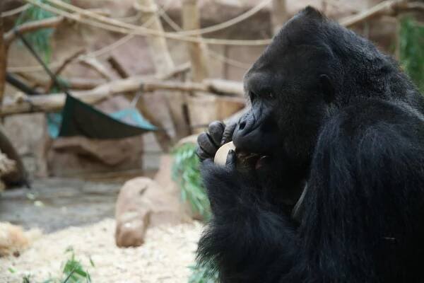Gorilí samec Richard slaví třicetiny: Hostina v Zoo Praha! Podívejte se, jak si zamlsal