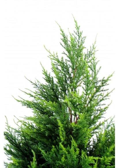 CYPŘIŠ JUNIPERUS, 160cm