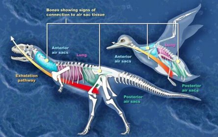 Porovnání systému tzv. vzdušných vaků u ptáků a neptačích teropodů, založený na rozmístění a podobě dutin v obratlích a dalších kostech (na obrázku kachna a pozdně křídový abelisaurid Majungasaurus z Madagaskaru). Také zmíněná anatomická specifičnost