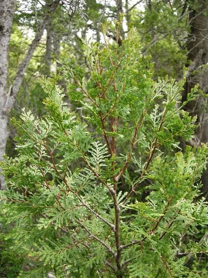 Austrocedrus chilensis