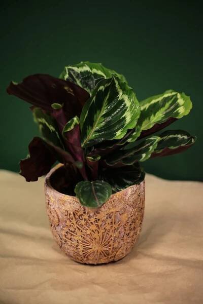 Calathea medallion - pokojová rostlina s výrazným žíháním