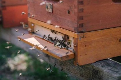 V kbelském Pralese vyrostla komunitní včelnice. Pronajmout úl si může každý
