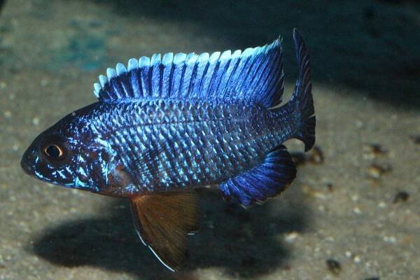 Aulonocara hansbaenschi cobue NZ