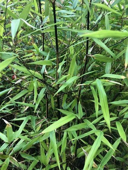 Phyllostachys aureosulcata "Black fire" - Bambusy.cz