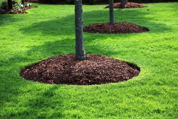 Vše o prstencích ovocných stromů v blízkosti kruhu kmene: design, velikost, mulčování
