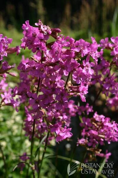 Lychnis viscaria - smolnička obecná | Lukáš Hrdinka | Autoři | iBotky.cz