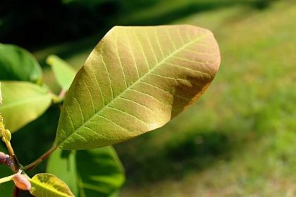 Šácholan obvejčitý (Magnolia obovata), listy líc
