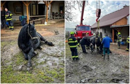 FOTO: Kůň upadl a nedokázal se sám zvednout, znovu na nohy ho postavili hasiči s jeřábem