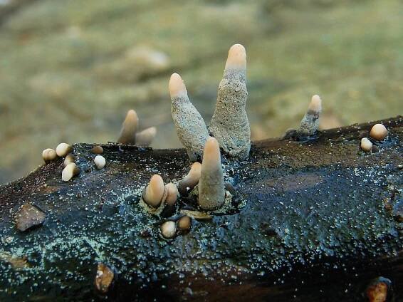 Dřevnatka dlouhonohá - Xylaria longipes | www.ohoubach.cz