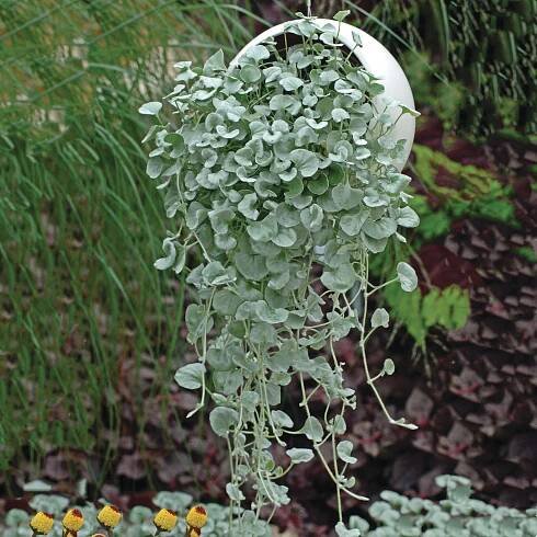 Dichondra argentea 'Silver Falls'