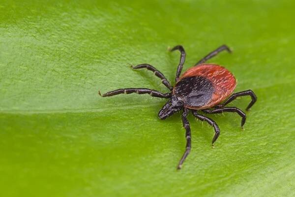 lyme and autism_photo_1