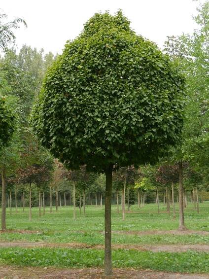Carpinus betulus 'Columnaris'