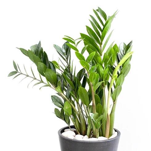 VGPlants2.jpg