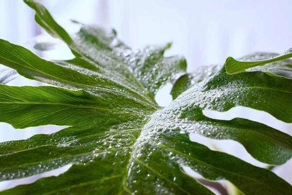 A large green Philodendron Hope Selloum leaf with water droplets scattered on its surface. 