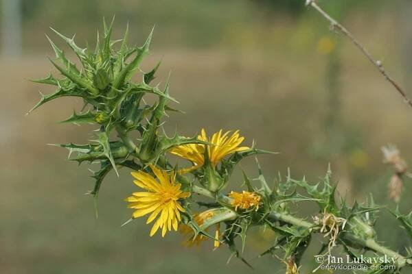 Ostnatec středozemní (Scolymus hispanicus)